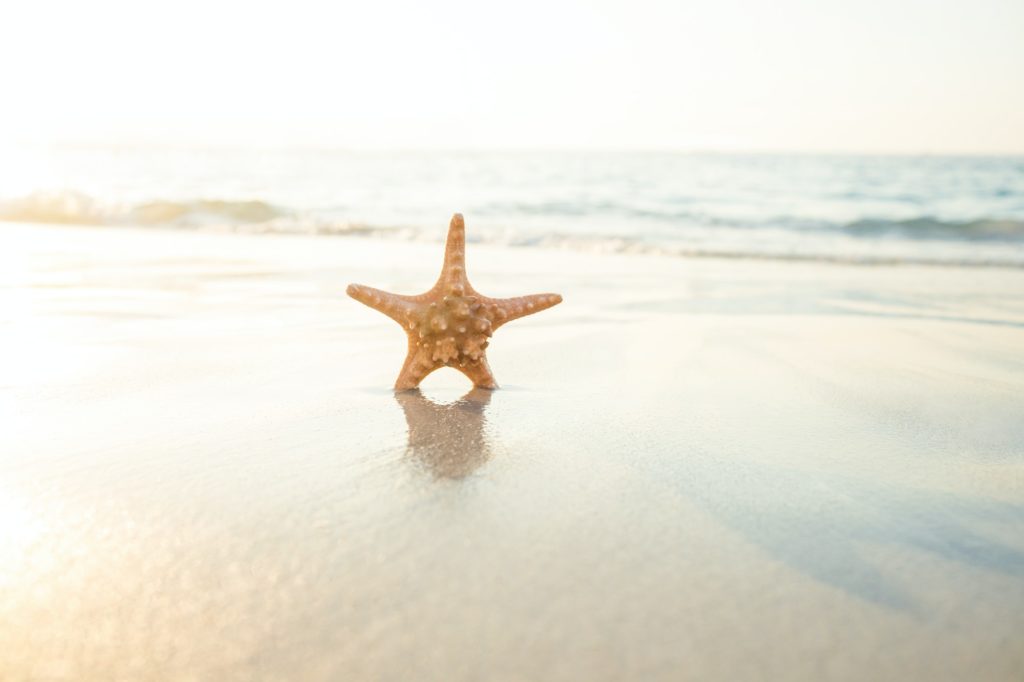 Starfish on the sand on beautiful see